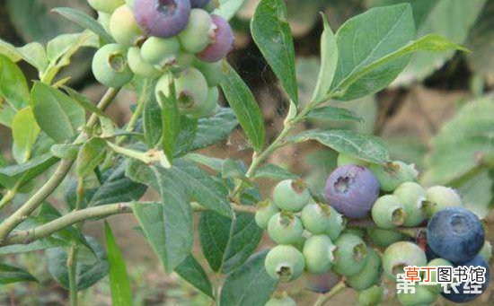 【防治】蓝莓灰霉病的症状和防治方法有哪些？