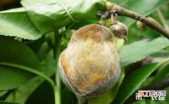 【桃树】桃树褐腐病的症状表现和防治方法有哪些？