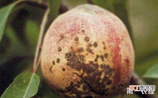 【桃树】桃树褐腐病的症状表现和防治方法有哪些？