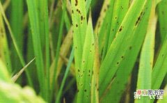 【水稻】水稻胡麻叶斑病怎么治？水稻胡麻斑病特效药有哪些？