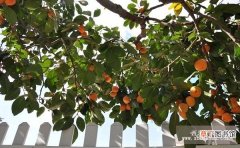 【树】防治柿树炭疽病有哪些？
