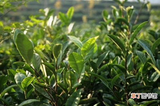 【茶花】新买的茶花不长叶子的原因有哪些？