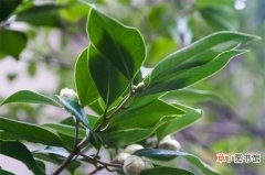 【茶花】新买的茶花不长叶子的原因有哪些？