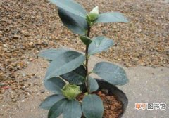 【茶】种植茶花用深盆还是浅盆 浅栽还是深栽的好有哪些？
