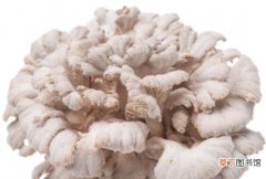 白参菇的作用与功效 白参菇的吃法