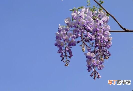【花】紫藤花叶子变黄脱落怎么办，有哪些解决方法？