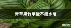 【水培】青苹果竹芋能不能水培