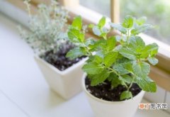 家庭篇 【香】如何种植香草植物有哪些方法？