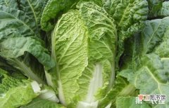【施肥】大白菜如何科学施肥？大白菜高产施肥法有哪些？