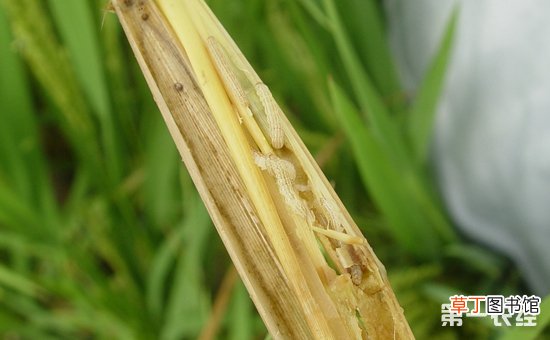 【防治】水稻二化螟的发生规律与防治时间有哪些？