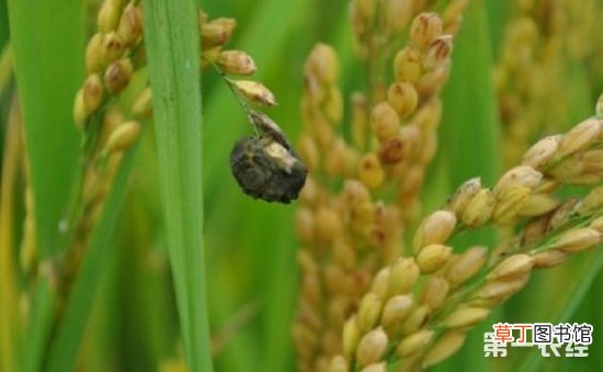 【水稻】水稻稻曲病怎么发生的？水稻稻曲病的典型症状有哪些？