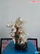 【图片】白玉珊瑚盆景图片有哪些？