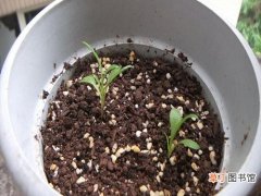 【种植】矢车菊怎么种？矢车菊种植方法有哪些？