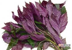 紫木耳菜的作用与功效