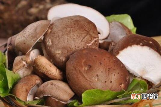吃平菇的益处和弊端 平菇吃多了有哪些伤害