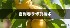 【树】杏树春季修剪技术