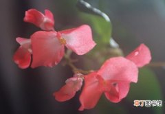 【病虫害】四季海棠的病虫害防治有哪些？