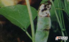 【常见】扁豆常见病害的危害症状和防治方法有哪些？