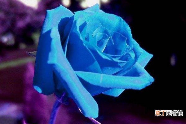 【玫瑰花】兰色玫瑰花代表的意思有哪些？