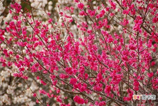 【树】春天到了，这5种树花量最多，开的最艳！