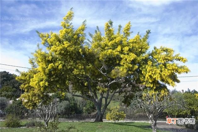 【树】春天到了，这5种树花量最多，开的最艳！