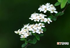 【开花】珍珠梅什么时间开花，珍珠梅的花期养护/方法有哪些？