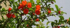 【树】石榴树在夏季的哪个节气开花