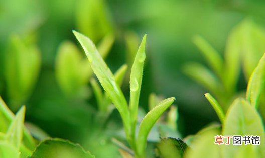 【树】茶树种植中茶芽瘿蚊的防控技术