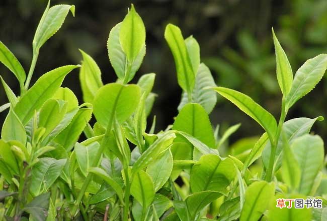 【树】茶树种植中茶芽瘿蚊的防控技术