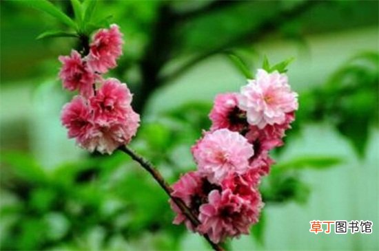 【常见】碧桃常见虫害及其防治，介壳虫需更换药剂喷洒