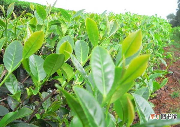 【移栽】提高茶苗移栽成活率的办法