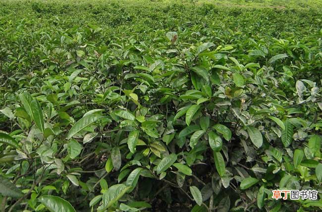 【移栽】提高茶苗移栽成活率的办法