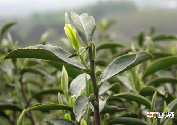 【树】茶树越冬病虫害防治方法