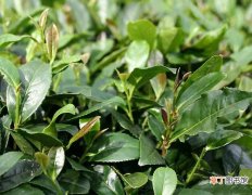 【茶】茶园抗旱保苗的应对措施