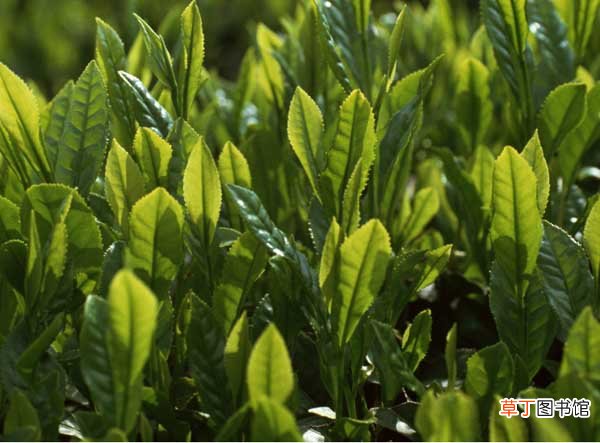 【茶】苦丁茶种植常见病虫害的防治技术
