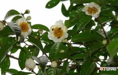 【树】茶树种子繁殖技术