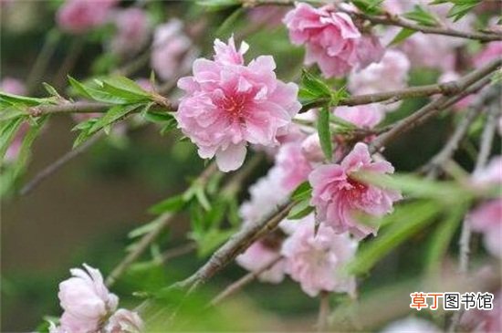 【养殖方法】垂枝碧桃的养殖方法，5个步骤养殖垂枝碧桃