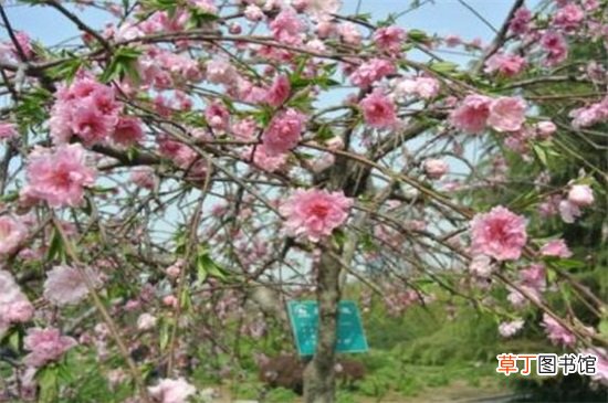 【养殖方法】垂枝碧桃的养殖方法，5个步骤养殖垂枝碧桃