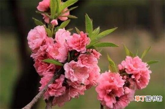 【品种】碧桃的品种大全，盘点十大常见品种