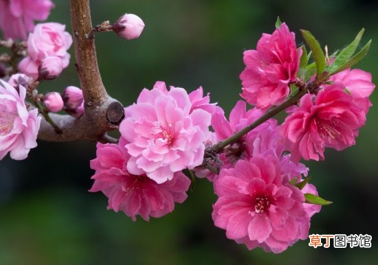 【花】是桃的变种，花大色艳