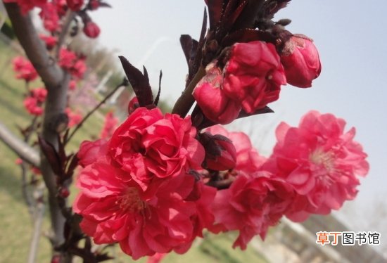 【花】是桃的变种，花大色艳