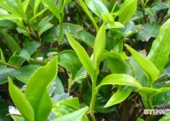【茶叶】茶叶种植条件有哪些？