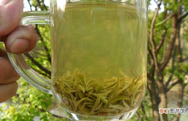 【茶】信阳毛尖属于什么茶？