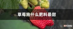 【肥料】草莓施什么肥料最甜