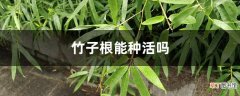 【竹子】竹子根能种活吗
