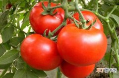 吃西红柿有什么益处和弊端 吃西红柿的禁忌