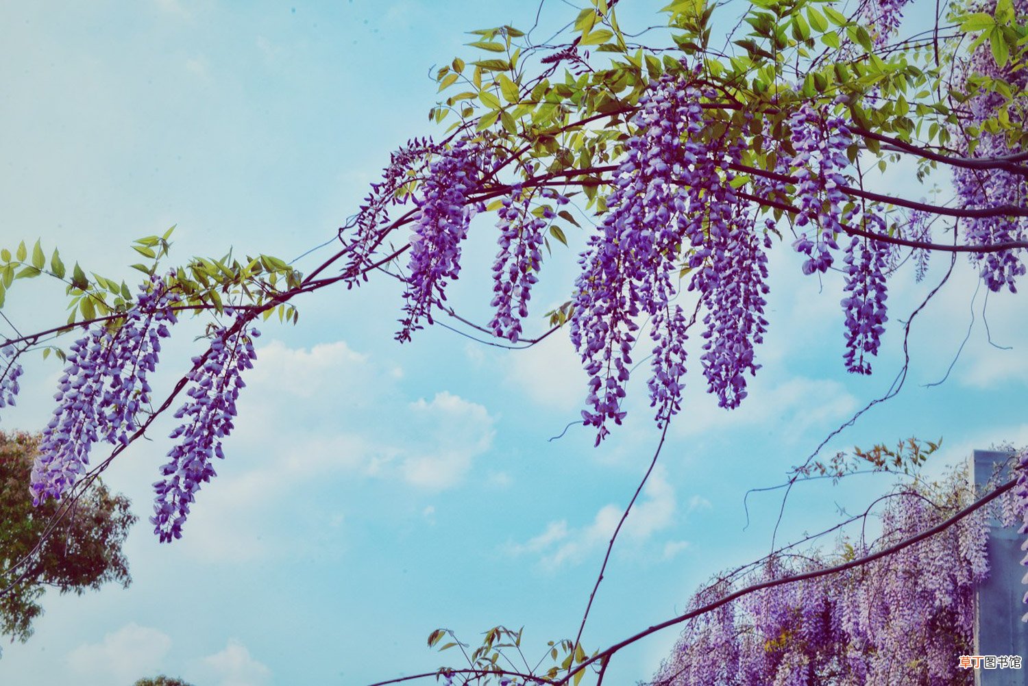 【寓意】紫藤花的寓意象征