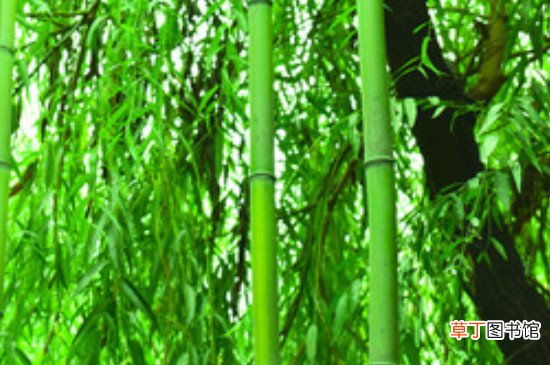 【象征意义】翠竹的象征意义是什么