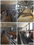 通化市东昌区：“秸秆变肉”，培育肉牛产业发展新动能