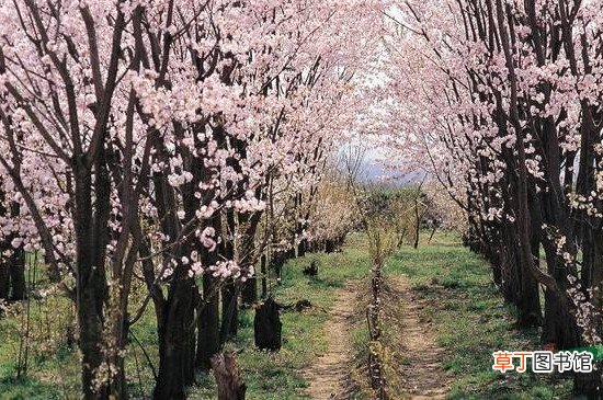 【樱花】染井吉野樱和日本晚樱花的区别